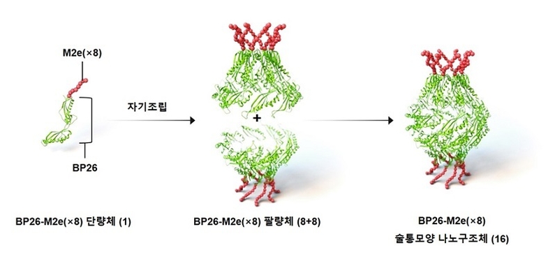 범용성 인플루엔자 나노 백신 모식도 <출처 : KAIST>
