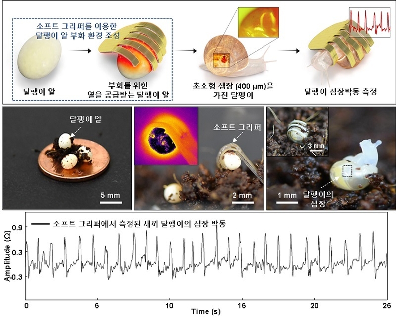 소프트 그리퍼를 이용한 달팽이 부화 촉진 및 생체 신호 측정 과정 (출처: 과학기술정보통신부)