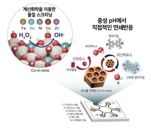 연구 결과 모식도 (한국과학기술원(KAIST))