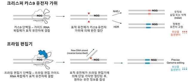 크리스퍼 카스9 유전자가위와 프라임 편집기 비교 (출처: 김형범 교수 연구팀)