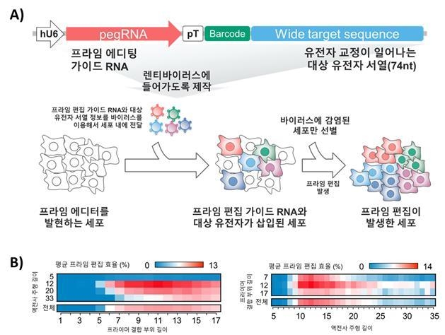 프라임 편집기 효율 확인을 위한 시험 개요 (출처: 김형범 교수 연구팀)