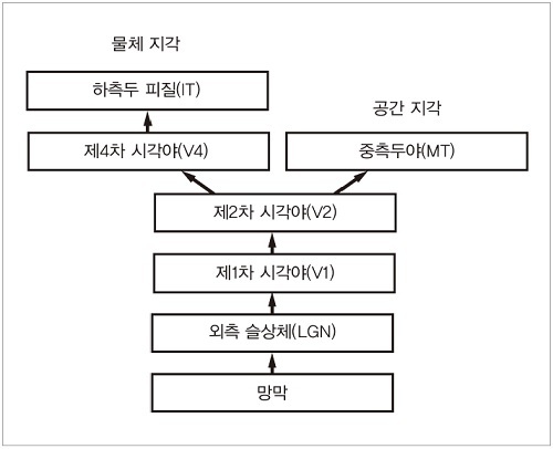 그림 1. 시각 정보 처리를 담당하는 대뇌 시각 피질의 정보 처리계