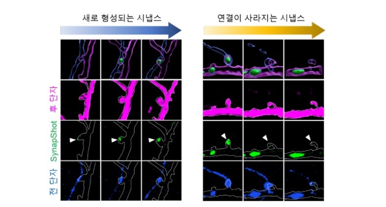 시간이 지남에 따라 새로 형성되거나 사라지는 시냅스 관찰 (출처 : KAIST)