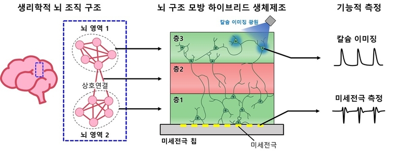 뇌 구조 모방 신경 네트워크 모델 구축과 기능적 측정 기술이 통합된 플랫폼 (출처 : KAIST)
