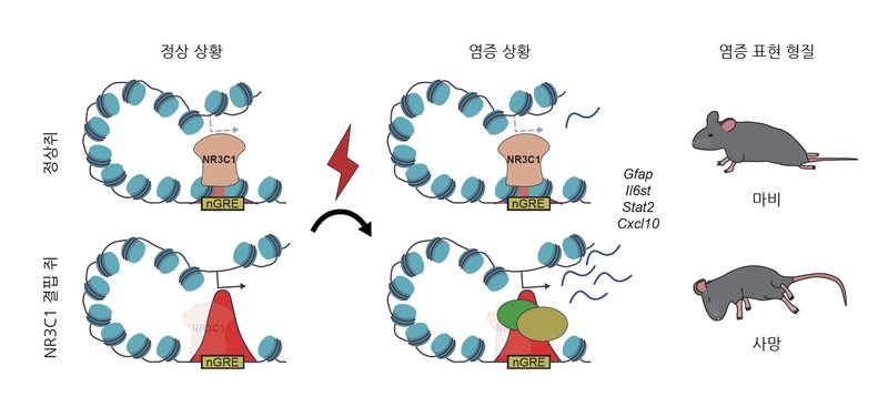 NR3C1의 뇌 면역 반응 억제 실험 모식도 (출처 : KAIST)