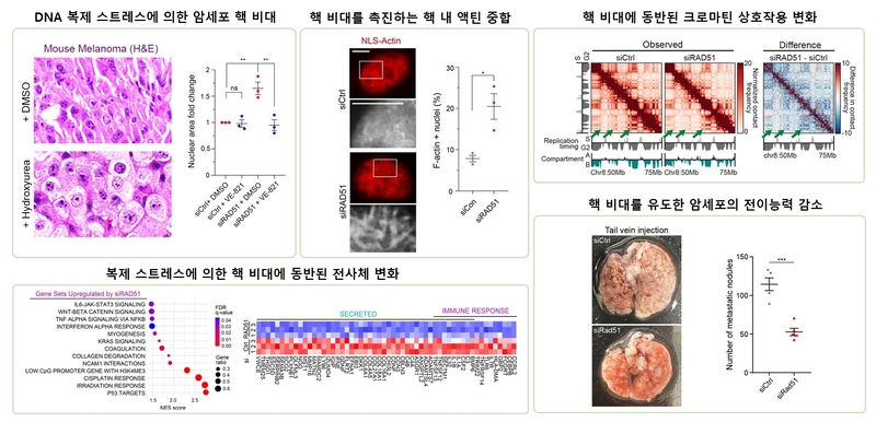 암세포 핵 비대현상이 유도되는 기전과 세포 생리에 미치는 영향 (출처 : KAIST)