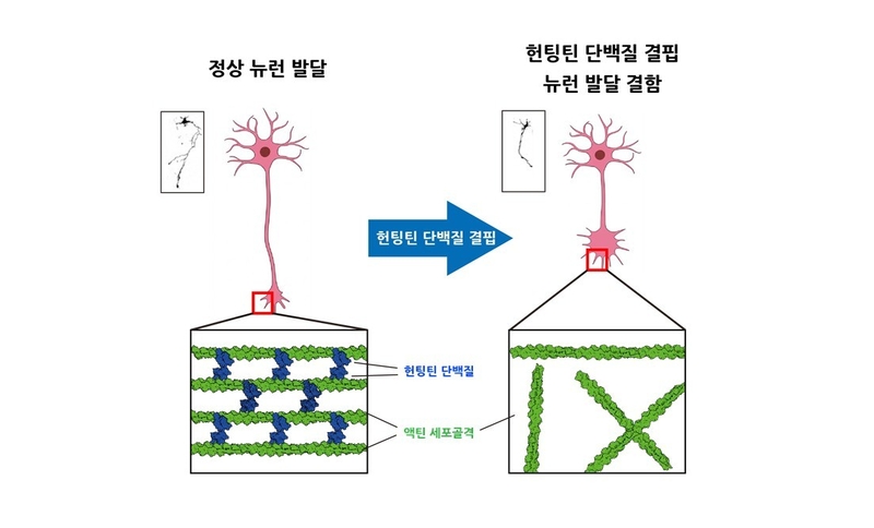 헌팅틴 단백질의 세포골격 형성과 신경세포발달 규명 (출처 : KAIST)