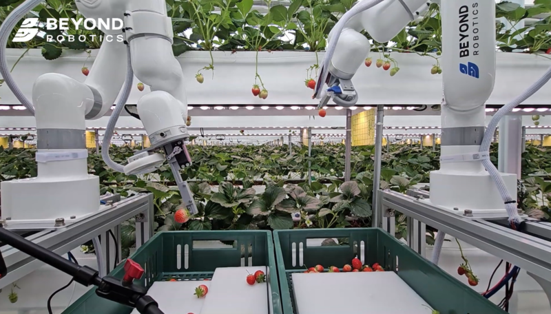 비욘드로보틱스, 국내 첫 딸기 수확 로봇 상용화...'Physical AI'로 농업... - 뉴스 썸네일 이미지