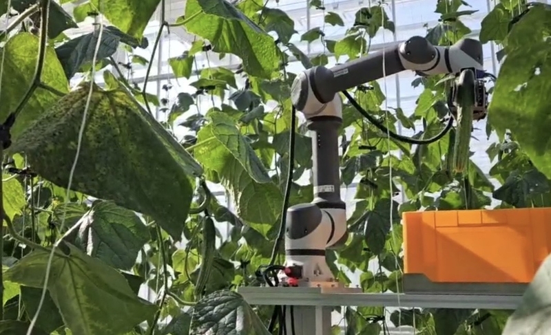 AI로 달성한 오이 수확률 99%...메타파머스, 농업 피지컬 AI 상용화 '청신... - 뉴스 썸네일 이미지